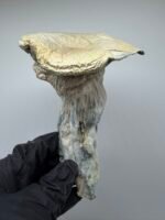 Albino Trinity Mushroom Strain