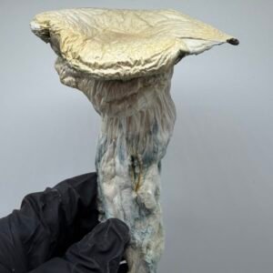 Albino Trinity Mushroom Strain